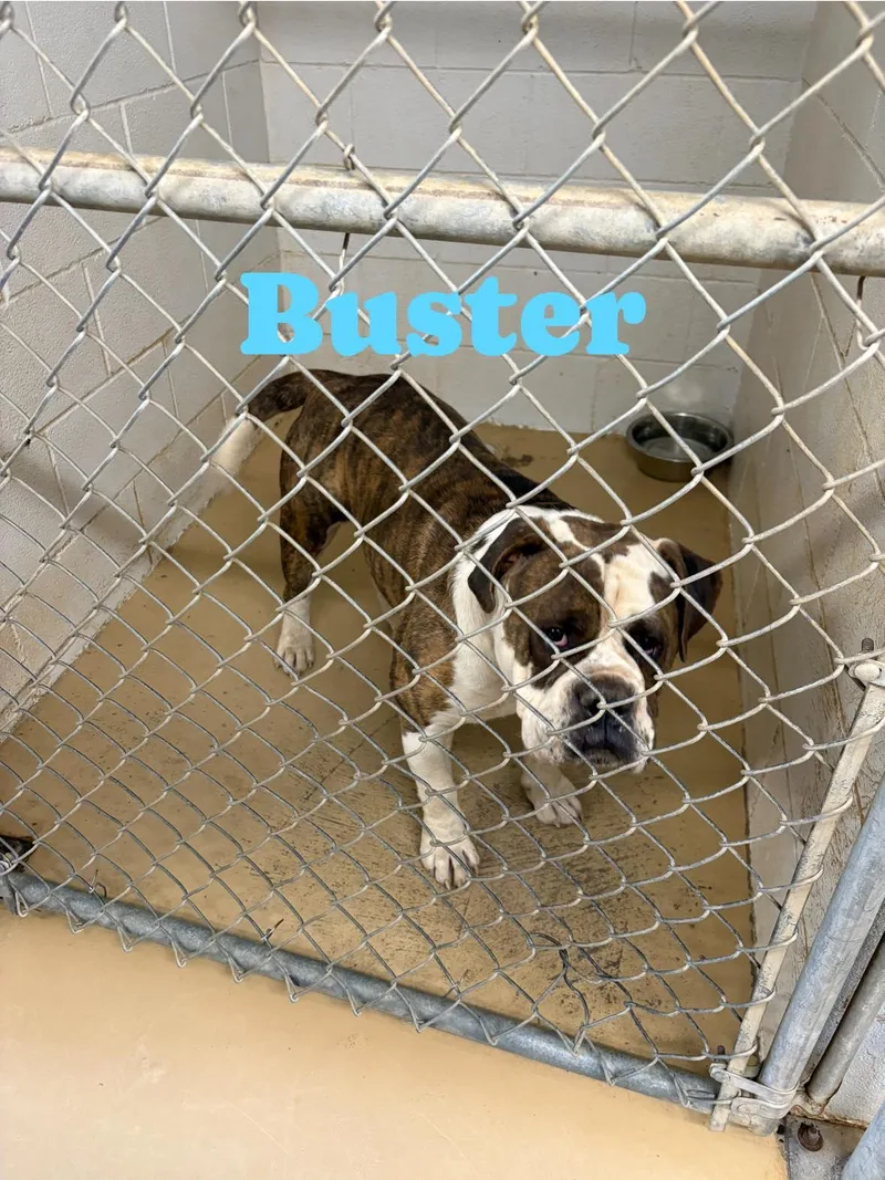 An adult large-sized male Brindle American Bulldog dog named Buster for adoption in Clyde, TX