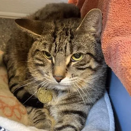 An adult medium-sized male Buff / Tan / Fawn Domestic Short Hair cat named Cooper for adoption in Lansing, MI