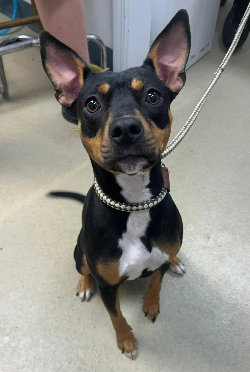 An adult medium-sized female Terrier dog named Mia for adoption in Sullivan, IN