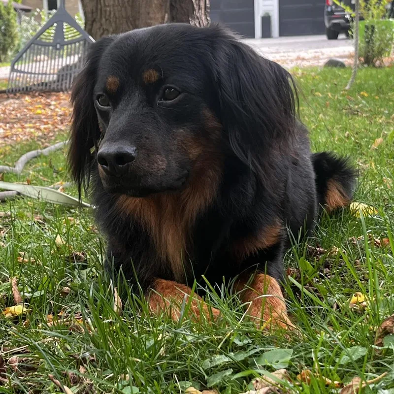 An adult medium-sized male Black Australian Shepherd dog named Andre D for adoption in Minnetonka, MN