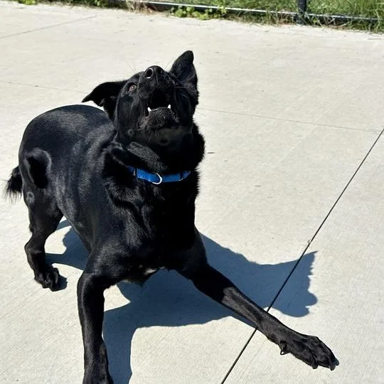 An adult medium-sized male Black Mixed Breed dog named Sekani for adoption in Matteson, IL