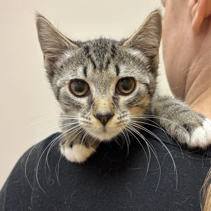 A baby medium-sized female Domestic Short Hair cat named Poppy for adoption in Sonora, CA