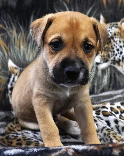 A baby large-sized male Labrador Retriever dog named Oscar for adoption in Thief River Falls, MN
