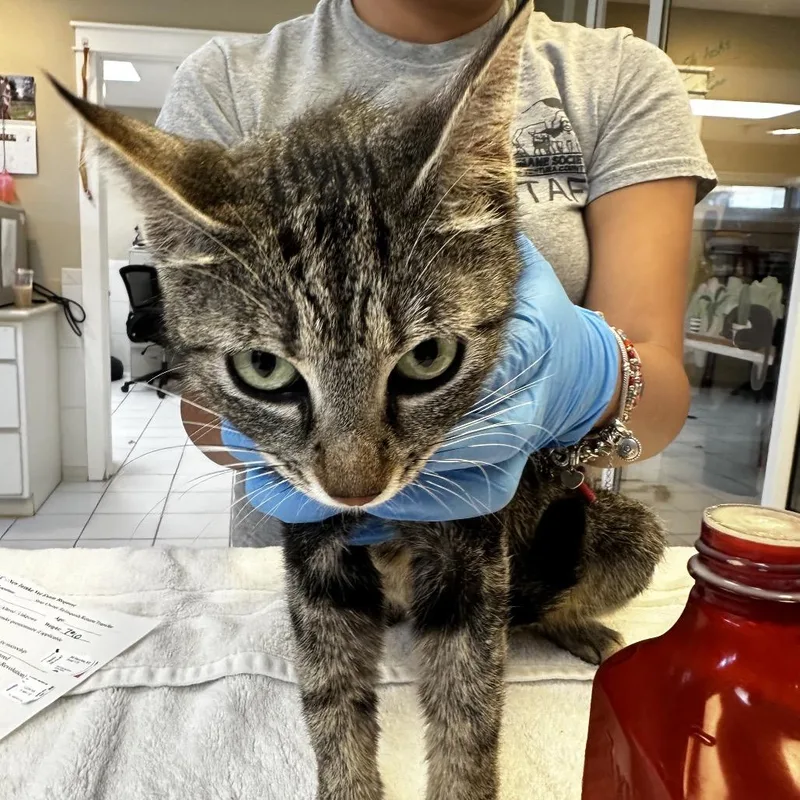 An adult medium-sized female Gray / Blue / Silver Domestic Short Hair cat named Nelia for adoption in Ojai, CA