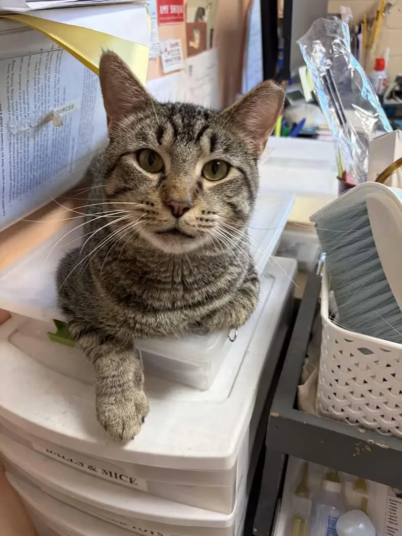 An adult large-sized male Tabby (Brown / Chocolate) Domestic Short Hair cat named Dude for adoption in Greensboro, NC