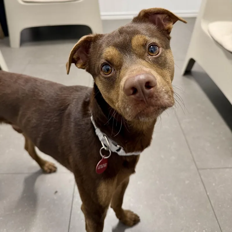 An adult medium-sized male Miniature Pinscher dog named Ernie for adoption in Los Angeles, CA