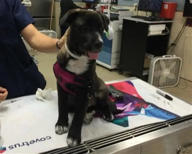 A young medium-sized female Labrador Retriever dog named Rumi for adoption in Riverside, CA