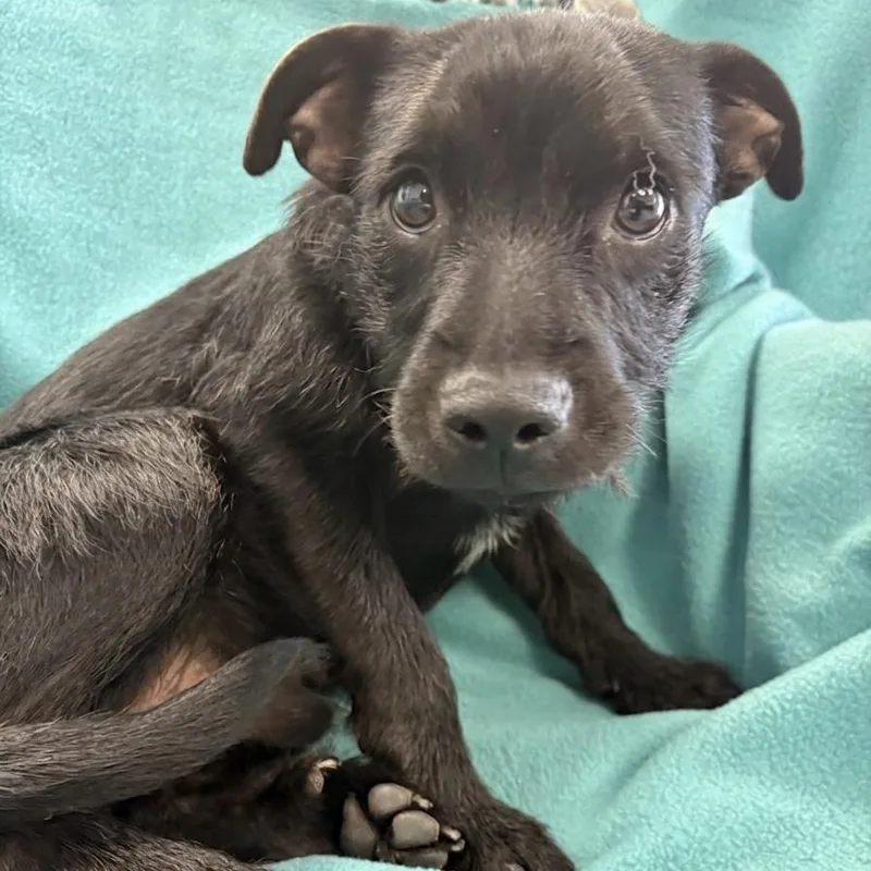 A baby small-sized male Black Labrador Retriever dog named Sam for adoption in Hawthorne, CA