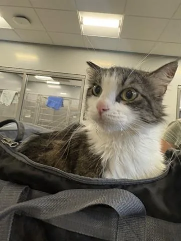 An adult large-sized female Domestic Medium Hair cat named Cindy for adoption in San Martin, CA