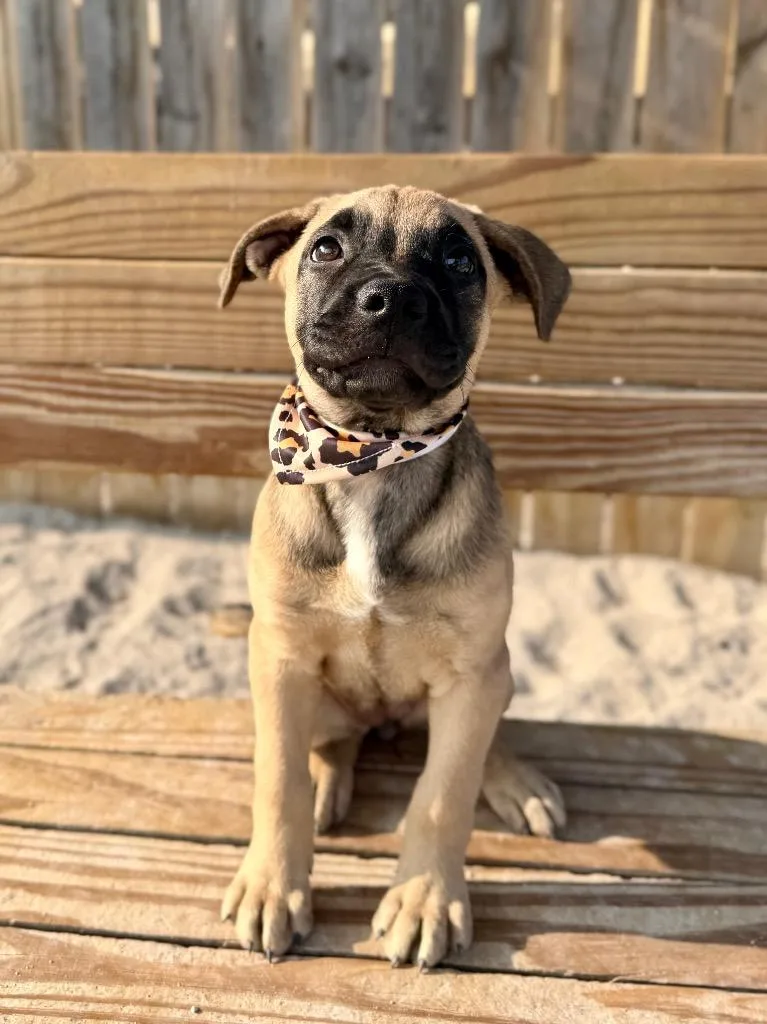 A baby small-sized female Shepherd dog named Tallulah for adoption in Muskegon, MI