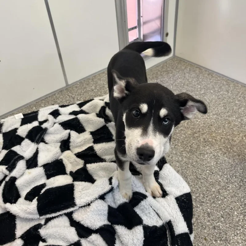 Garrison thumbnail 2