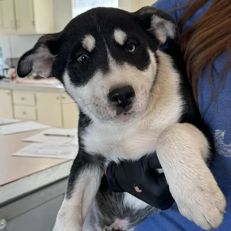 Garrison thumbnail 3