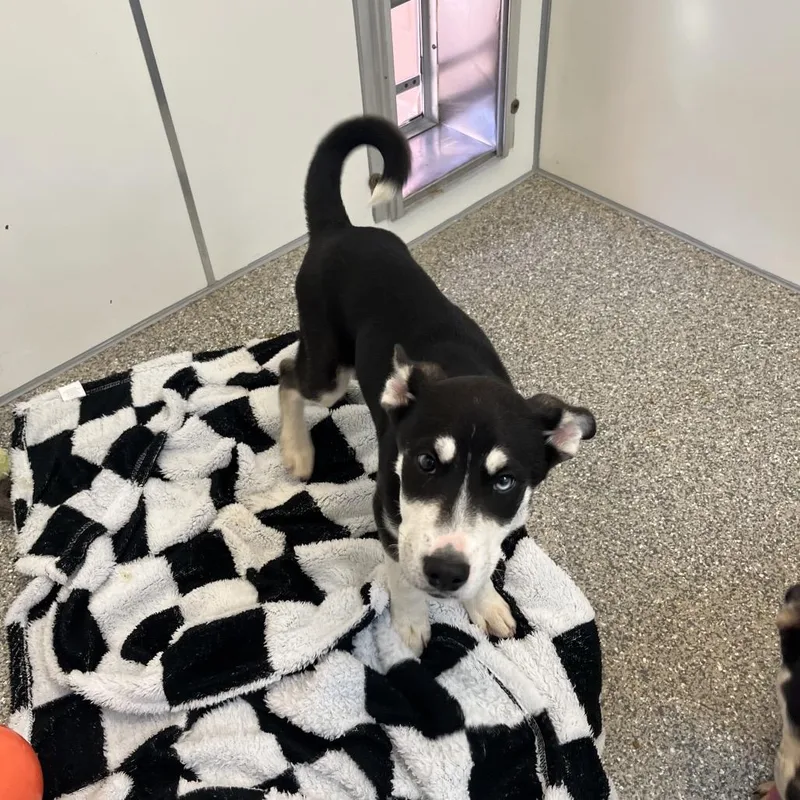 Garrison thumbnail 4