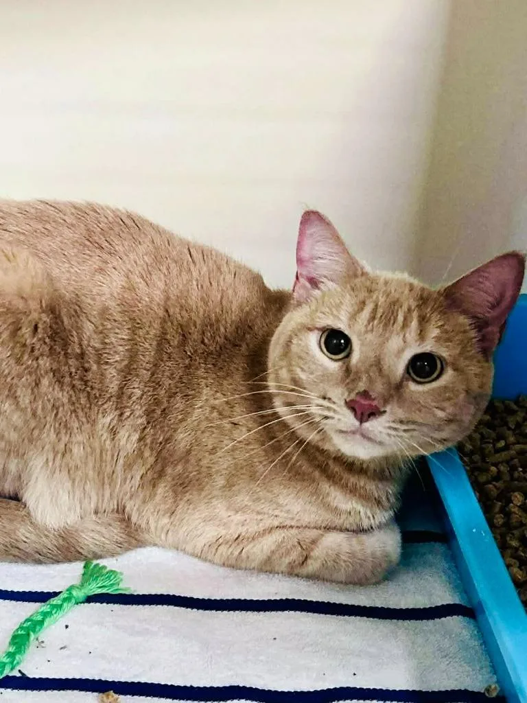 An adult small-sized female Domestic Short Hair cat named Baby for adoption in Sebastian, FL