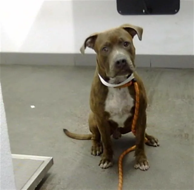A young large-sized male Pit Bull Terrier dog named Diesel for adoption in Mesa, AZ