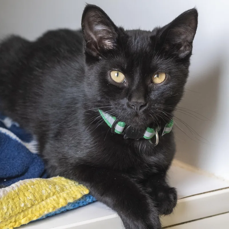 A baby medium-sized female Black Domestic Short Hair cat named Gamma for adoption in Pontiac, MI