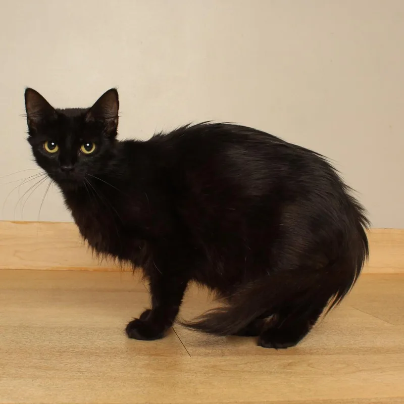 An adult medium-sized female Black Domestic Short Hair cat named Minookimi C for adoption in Minnetonka, MN
