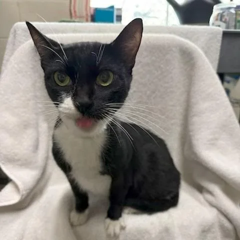 An adult medium-sized female Black Domestic Short Hair cat named Marley for adoption in Long Beach, CA
