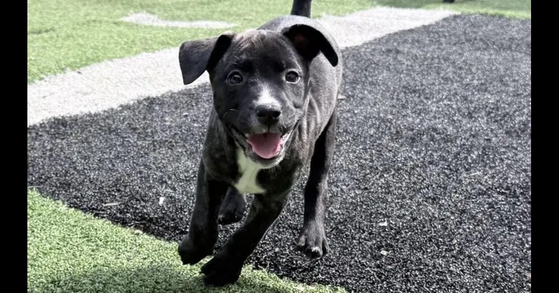 A baby medium-sized female Hound dog named Pearl for adoption in Youngsville, NC