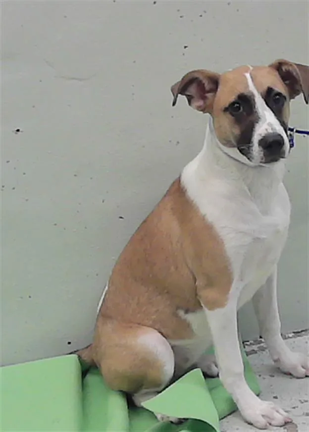 A baby small-sized female Labrador Retriever dog named Mica for adoption in Houston, TX