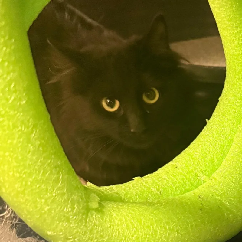 Paloma