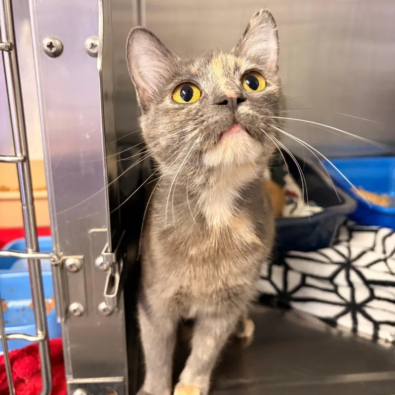 A young medium-sized female Tortoiseshell Domestic Short Hair cat named Cannoli for adoption in Franklin, NC