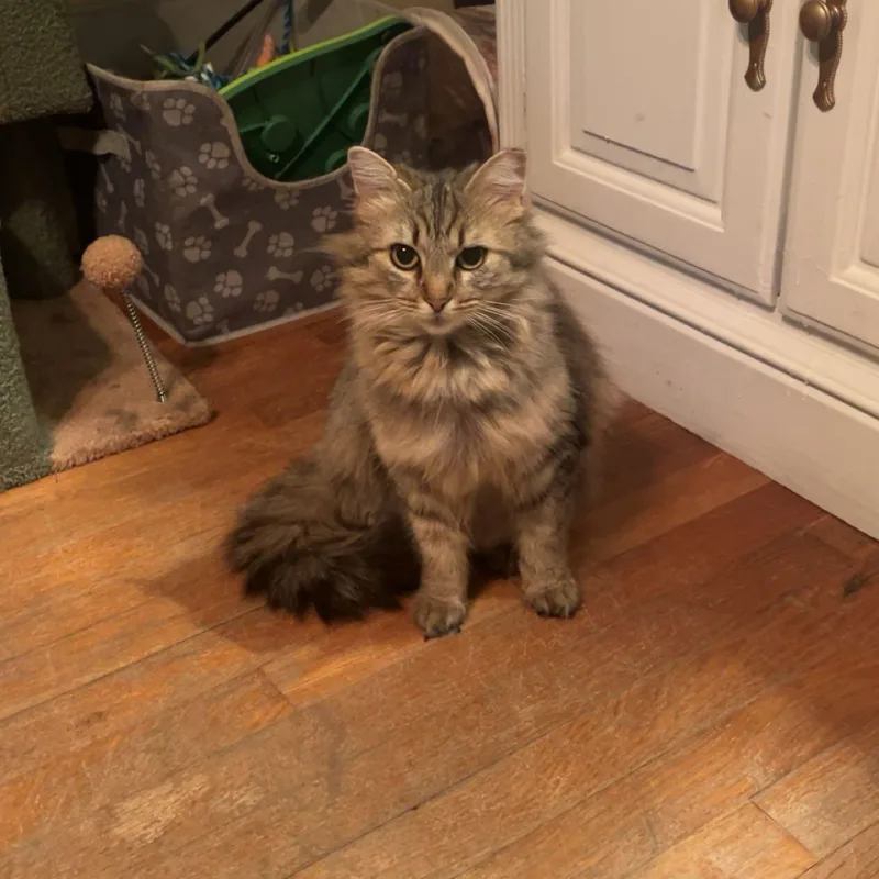 Ramona