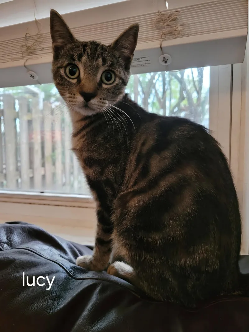 Lucy