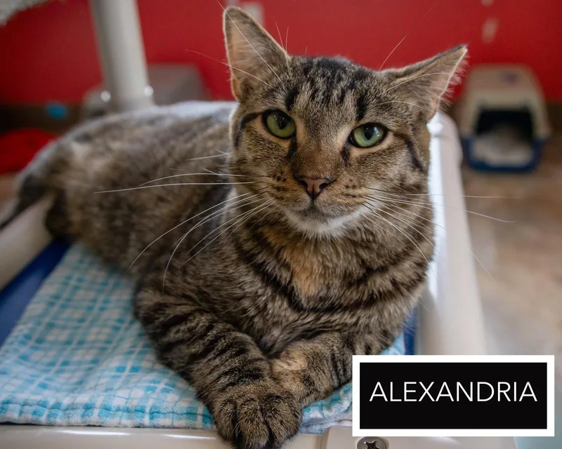 A young medium-sized female Tabby cat named Alexandriakc for adoption in Greenville, DE