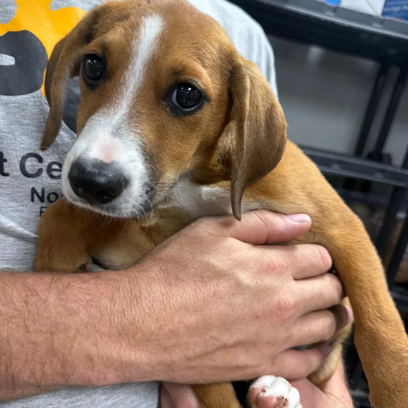 A baby medium-sized female Yellow / Tan / Blond / Fawn Beagle dog named January for adoption in Normal, IL