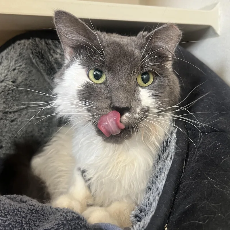 An adult large-sized female Domestic Long Hair cat named Candie for adoption in Eatontown, NJ