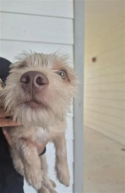 A young small-sized male Terrier dog named Chico for adoption in San Antonio, TX