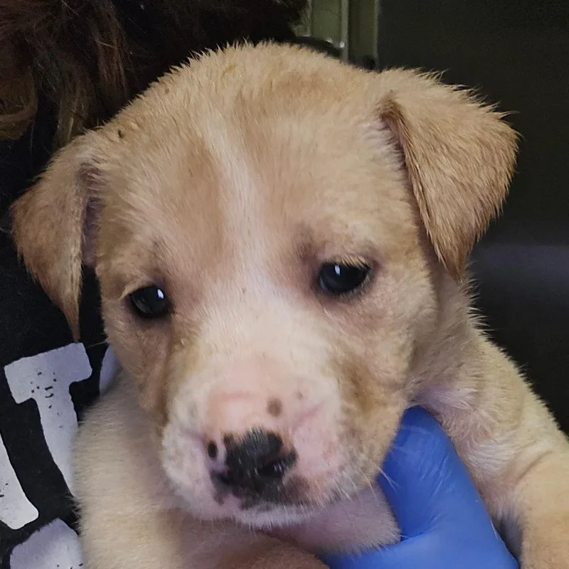 A baby small-sized female Black Mixed Breed dog named Havoc for adoption in Columbus, GA