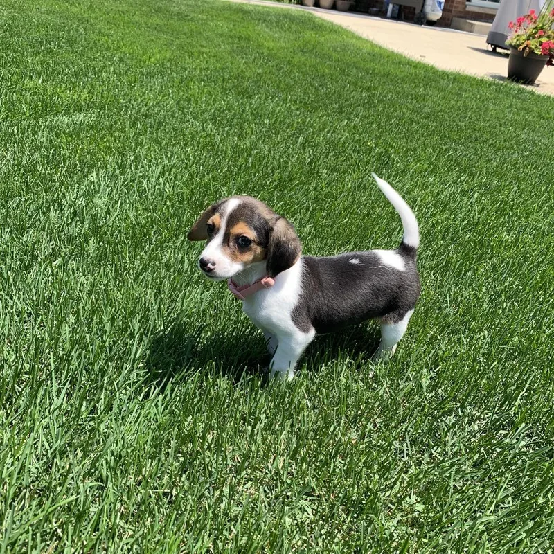 A baby small-sized female Black Beagle dog named Patches for adoption in Joliet, IL