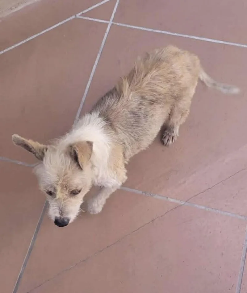 A young medium-sized female Terrier dog named Cookie for adoption in Windsor, CO