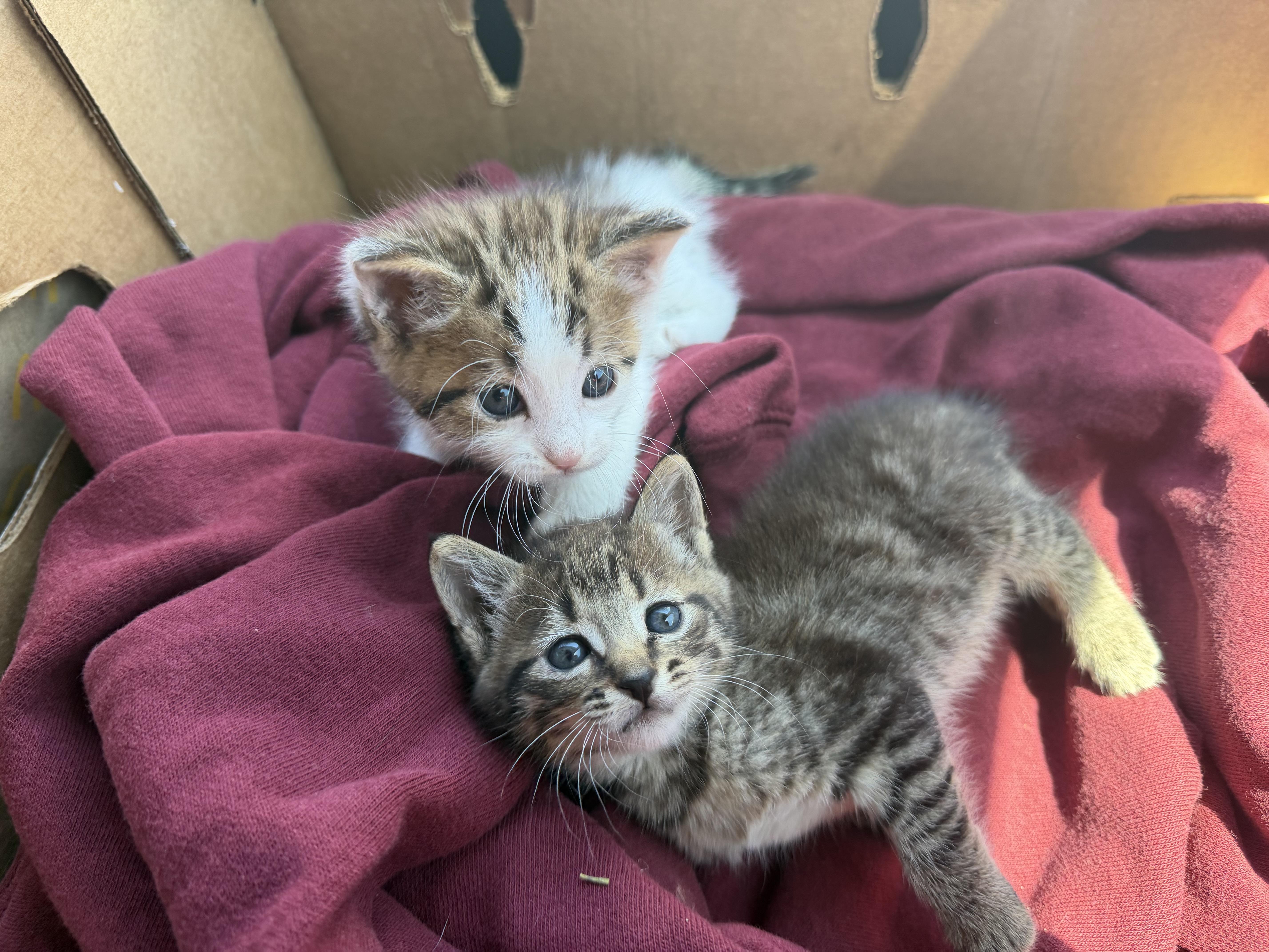 A baby small-sized female Domestic Short Hair cat named Basil for adoption in Rio Linda, CA
