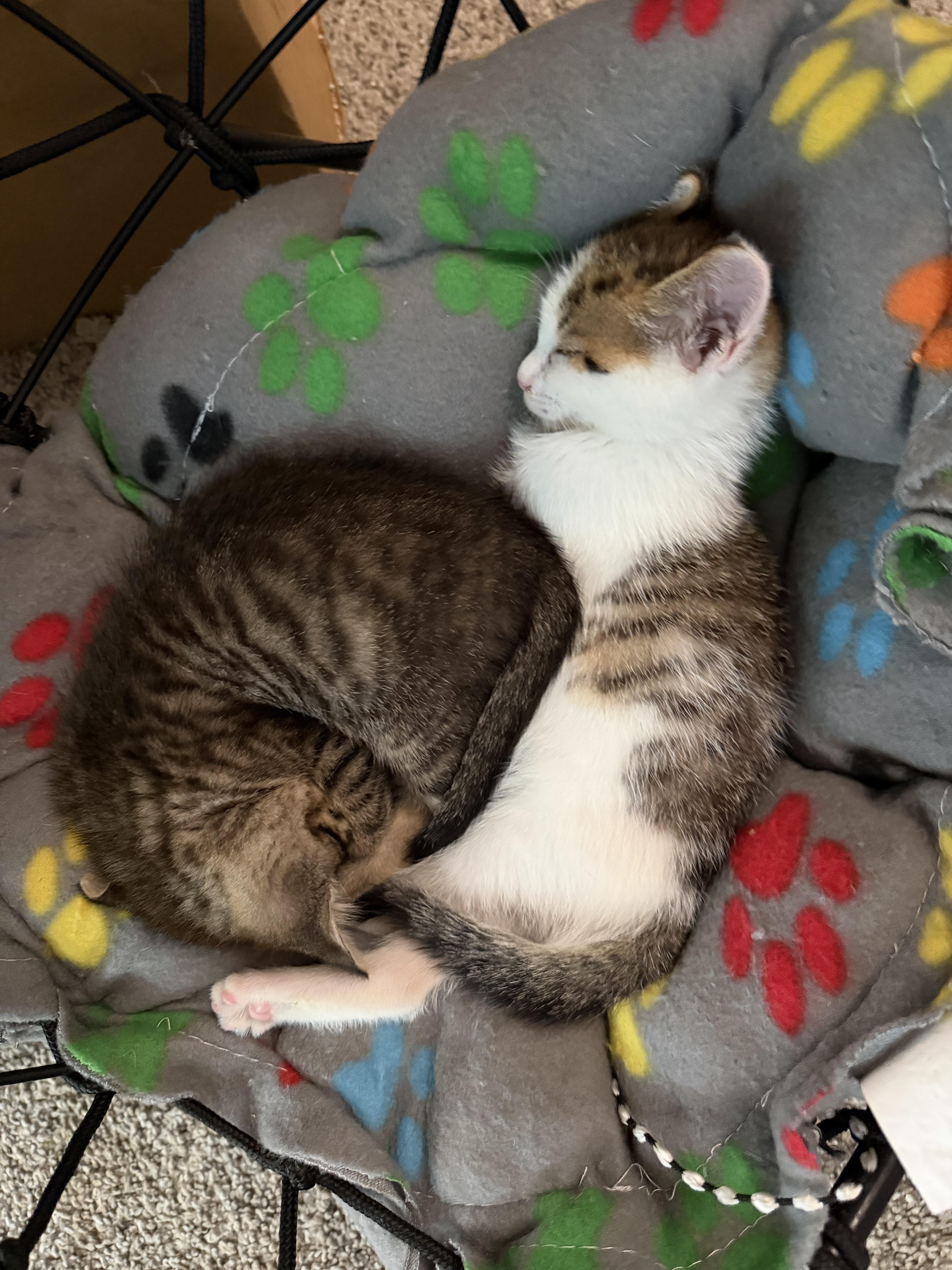 Basil thumbnail 5
