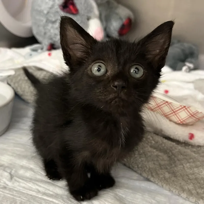 A baby small-sized male Black Domestic Short Hair cat named Gollum for adoption in West Palm Beach, FL