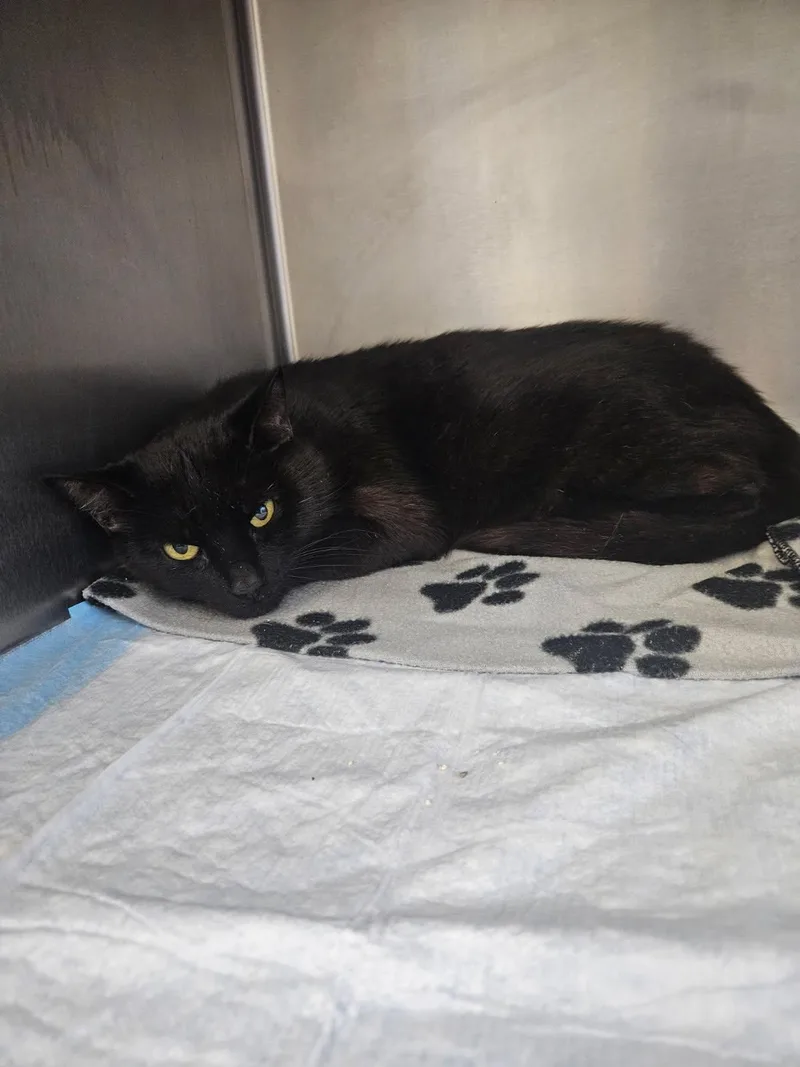 A senior medium-sized female Black Domestic Short Hair cat named Glenda for adoption in Mansfield, OH
