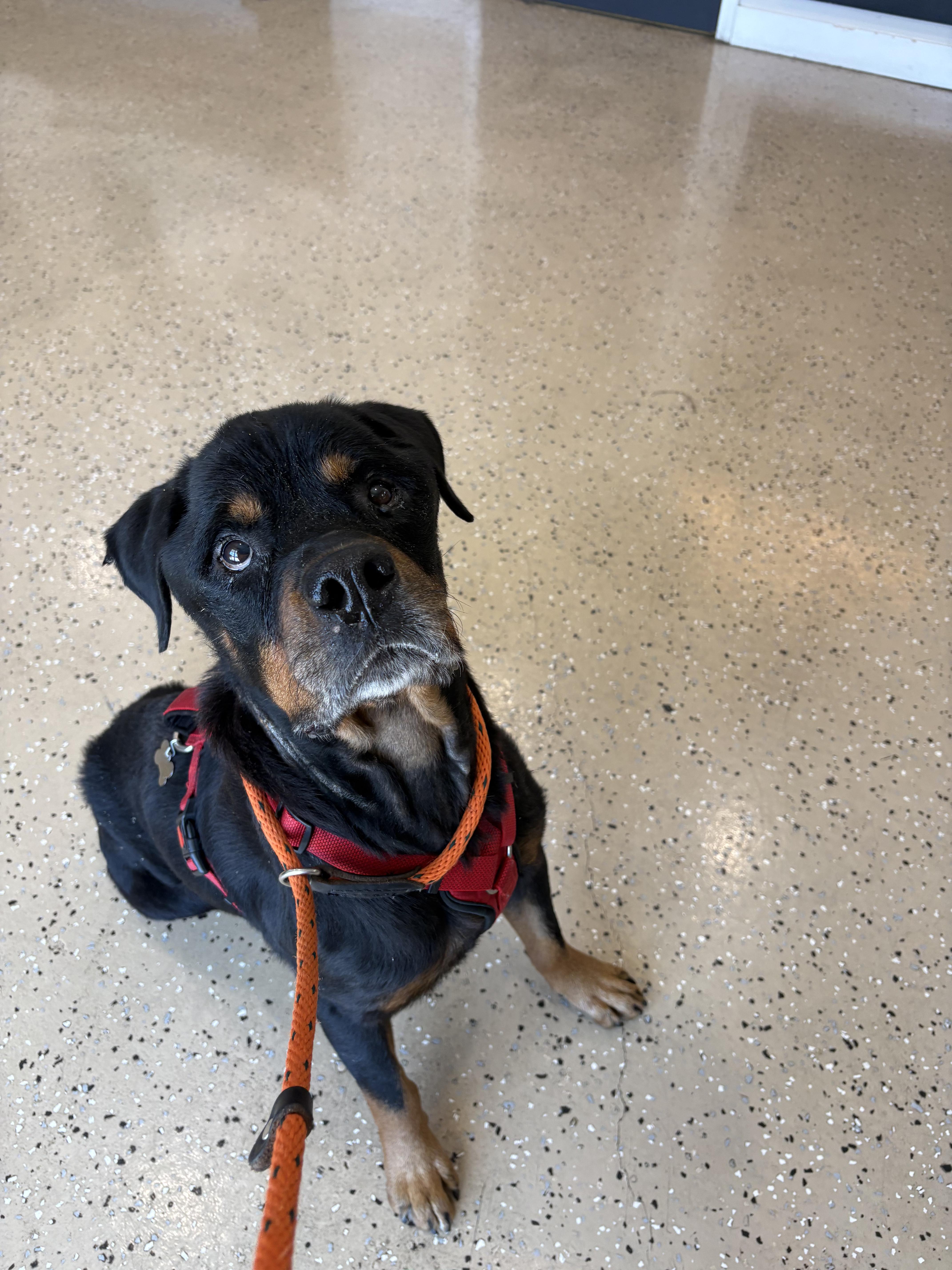 An adult medium-sized male Rottweiler dog named Jeffrey gentle giant for adoption in Metairie, LA
