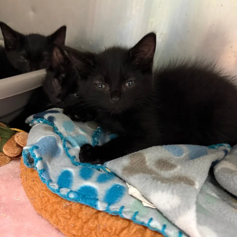A baby small-sized male Black Domestic Short Hair cat named Mercury for adoption in Richmond, IN