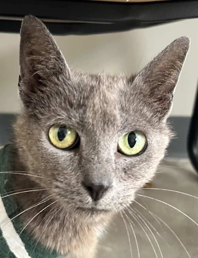 An adult medium-sized female Gray / Blue / Silver Domestic Medium Hair cat named Lillianna for adoption in Sandusky, MI
