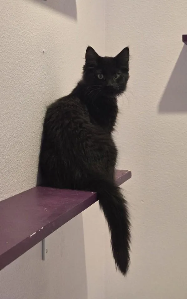 A baby small-sized male Domestic Medium Hair cat named Kismet for adoption in Vancouver, WA
