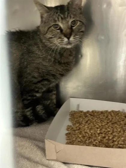 An adult medium-sized male Brown / Chocolate American Shorthair cat named Lieutenant for adoption in El Paso, TX