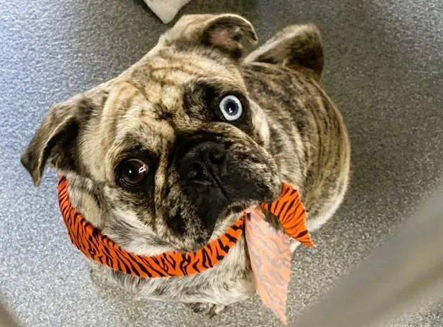 A young large-sized female Pug dog named Jazzy for adoption in Tustin, CA