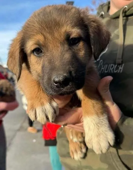 A baby large-sized male German Shepherd Dog dog named Cricket for adoption in Shawnee, OK