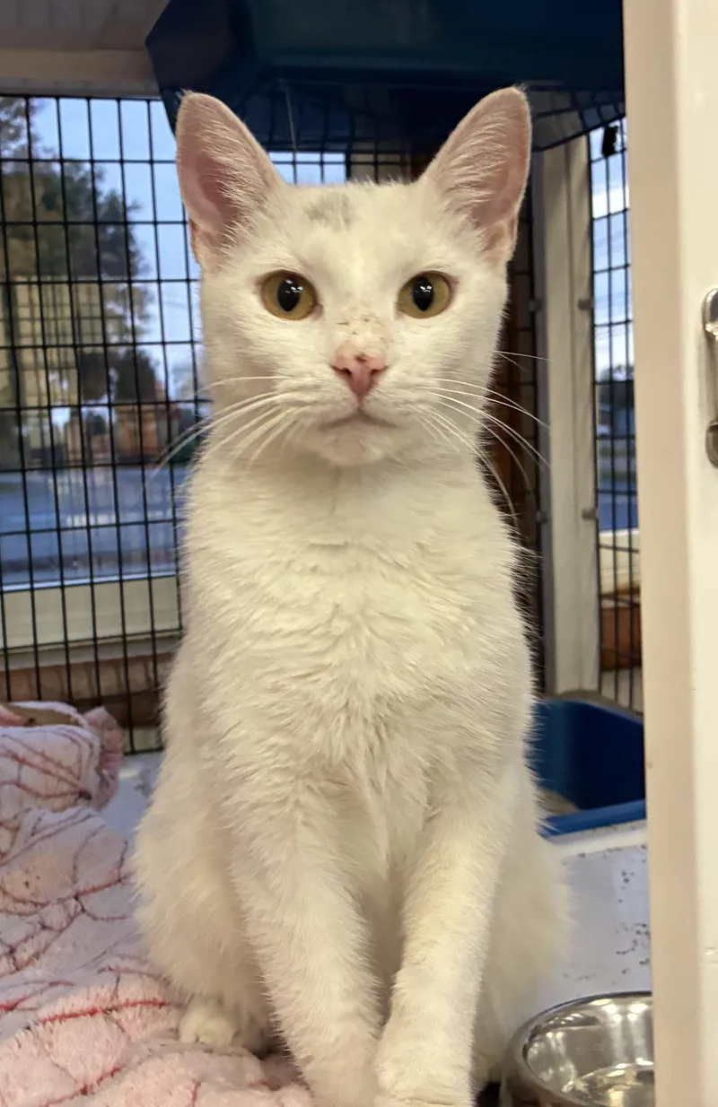 An adult medium-sized female White Domestic Short Hair cat named Funfetti for adoption in Breinigsville, PA