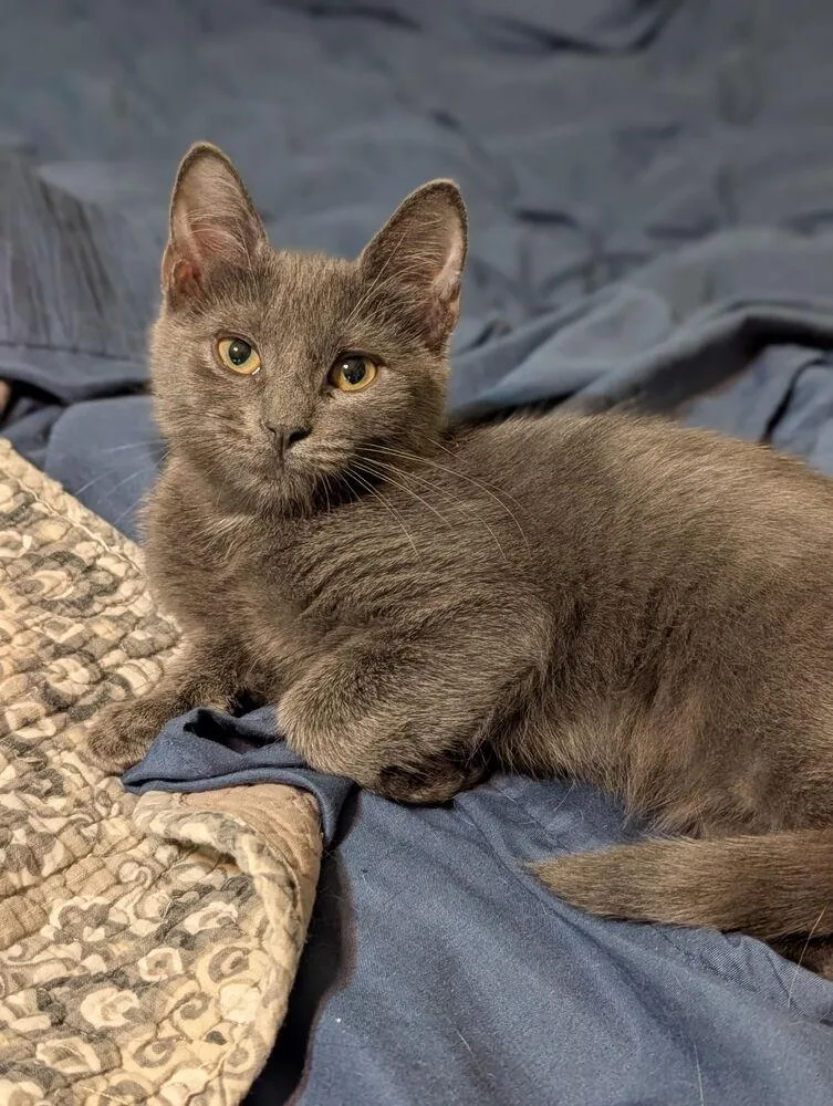 A baby small-sized female Domestic Short Hair cat named Cracker Jack NC for adoption in Dallas, TX