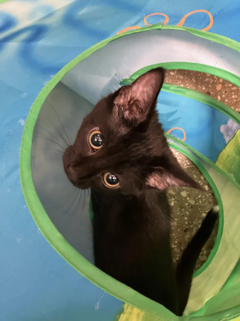 A baby medium-sized female Black Domestic Short Hair cat named Willow for adoption in Wantagh, NY