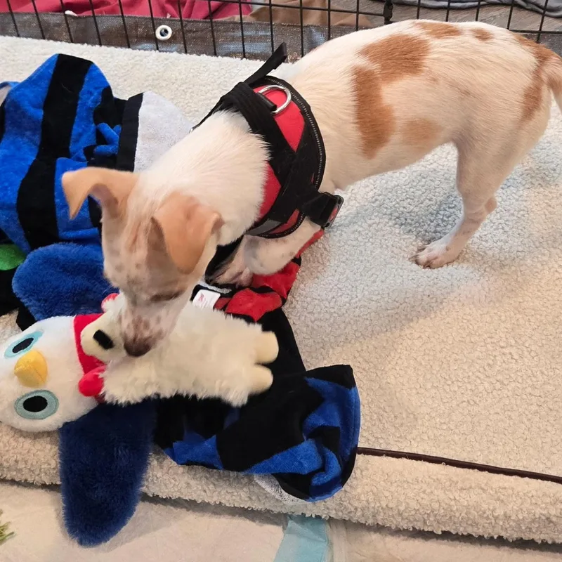An adult small-sized male Chihuahua dog named Gizmo for adoption in Fullerton, CA